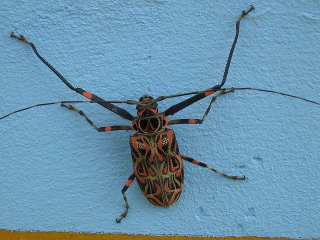 [big+beetle.JPG]