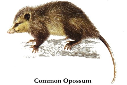[common_opossum.jpg]