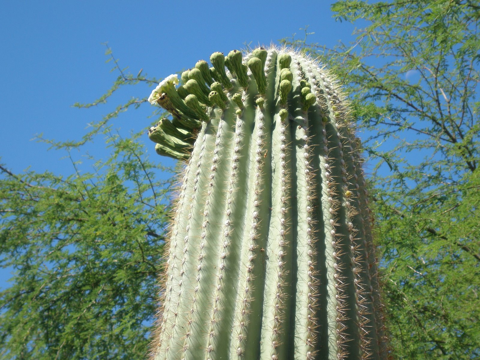 [cactus+3.jpg]