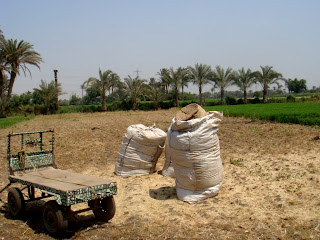 egypt wheat harvest