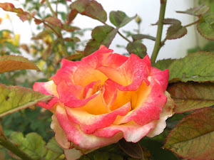 Rosa (color naranja)