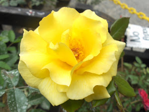 Rosa (amarilla)