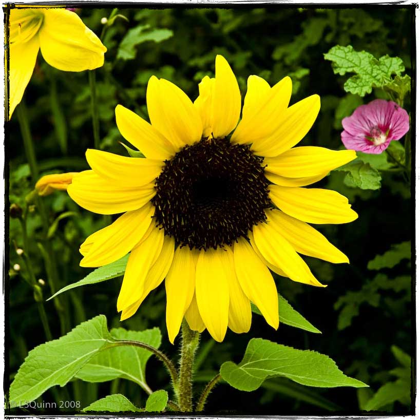 [sunflower_mdl.jpg]