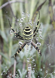 [Stripey+spider.jpg]