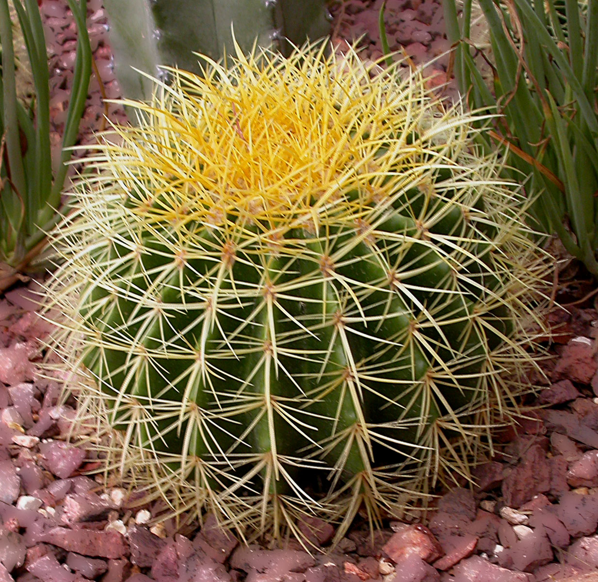 [barrel+cactus.jpg]
