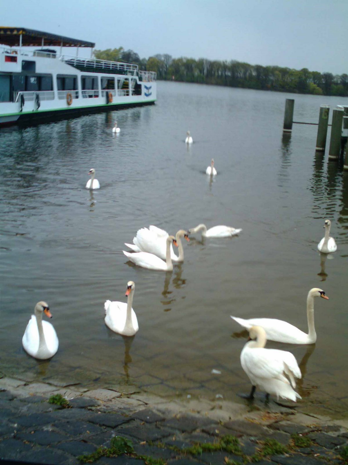 [swans.jpg]