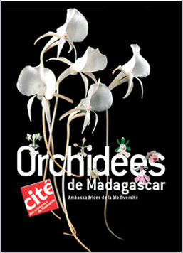 [orchidees+madagascar.jpg]