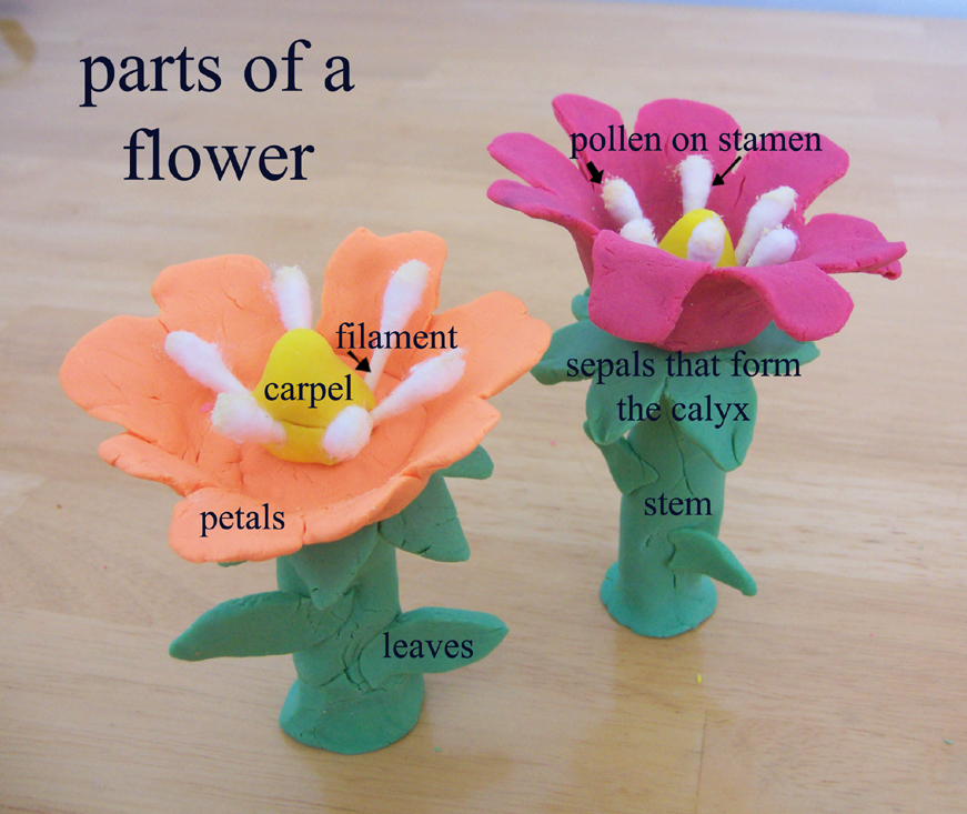 [parts+of+a+flower.jpg]