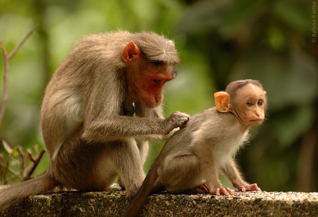 [monkeys_grooming.jpg]