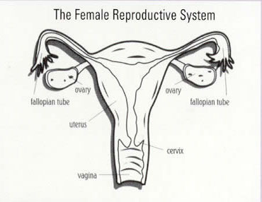 [female-reproductive-system.jpg]