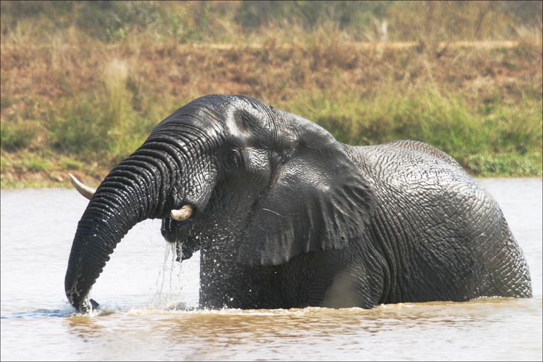 [elephant-bathing.jpg]