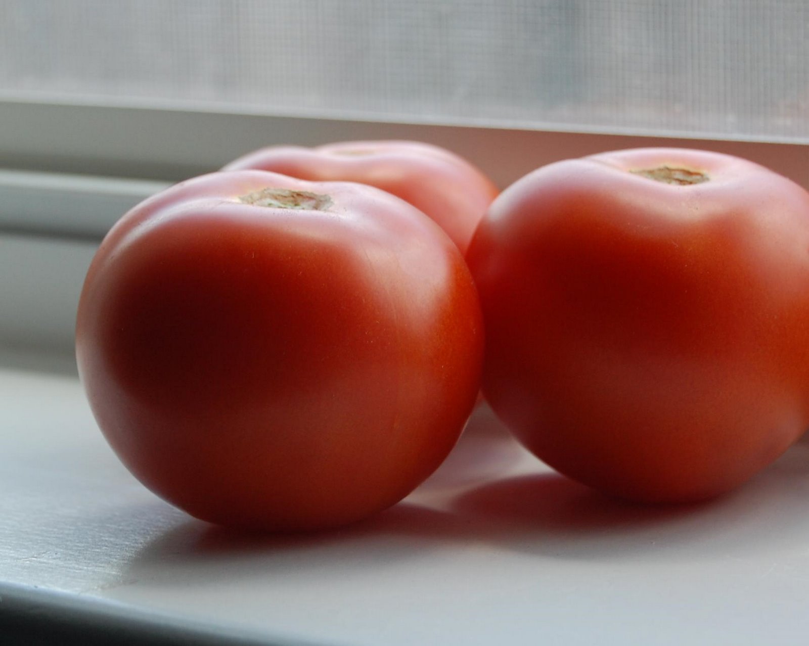 [tomatoes+on+the+windowsill.JPG]