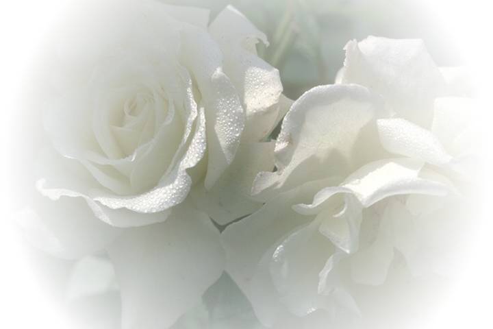 [Rosas+brancas.jpg]