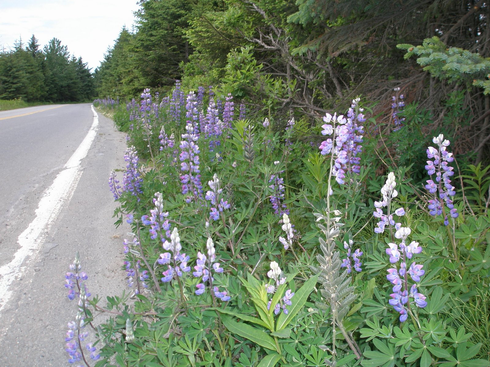 [lupine+on+the+rd+to+the+beach.JPG]