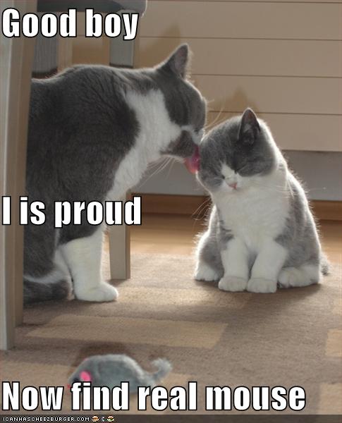 [proud-parent-cat-kitten-741970.jpg]