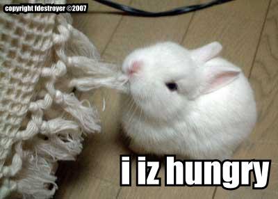 [hungry_bunny.jpg]