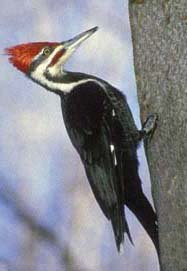 [woodpecker1.jpg]