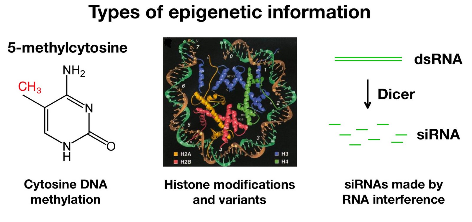 [epigenetics.jpg]