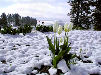 [snow-tulips-1.jpg]