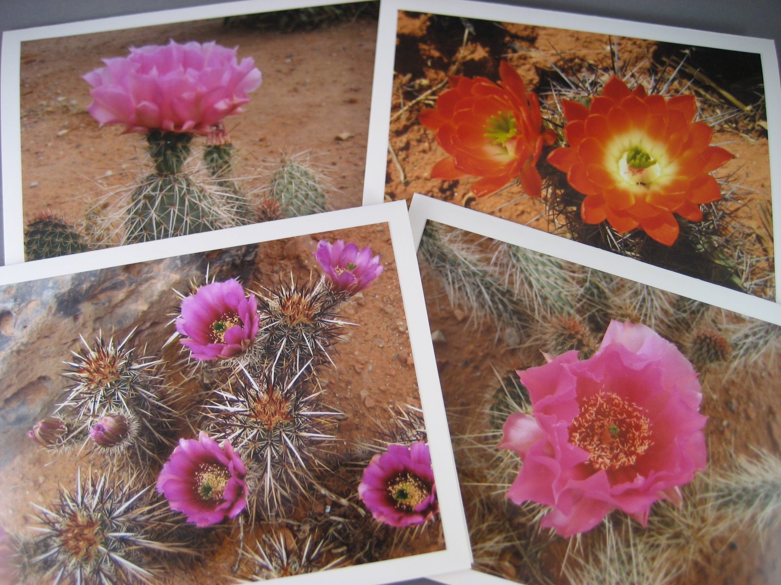 [Cactus+Blooms+Cards_03+13+08_0002.JPG]