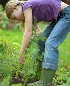 [girl-7-9-pulling-carrots-from-ground-in-garden-side-view-~-200331741-001.jpg]