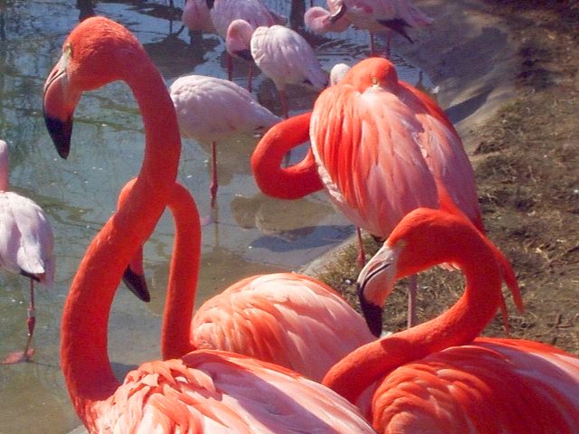 [flamingos_2.jpg]