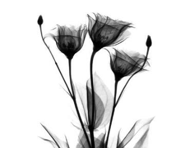 [black_flowers-360x288.jpg]