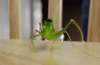 Weird+Green+Grasshopper+Macro Weird Green Grasshopper Macro!