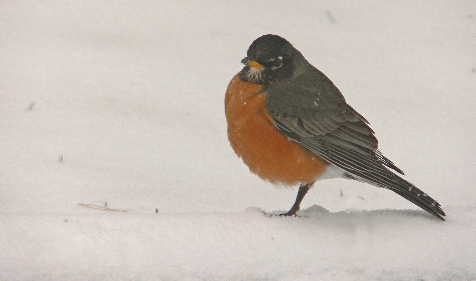 [Winter+Robin.jpg]
