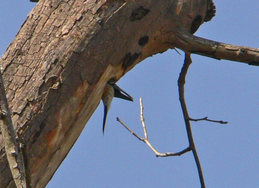 [Woodpecker+Nesting+Cavity.jpg]