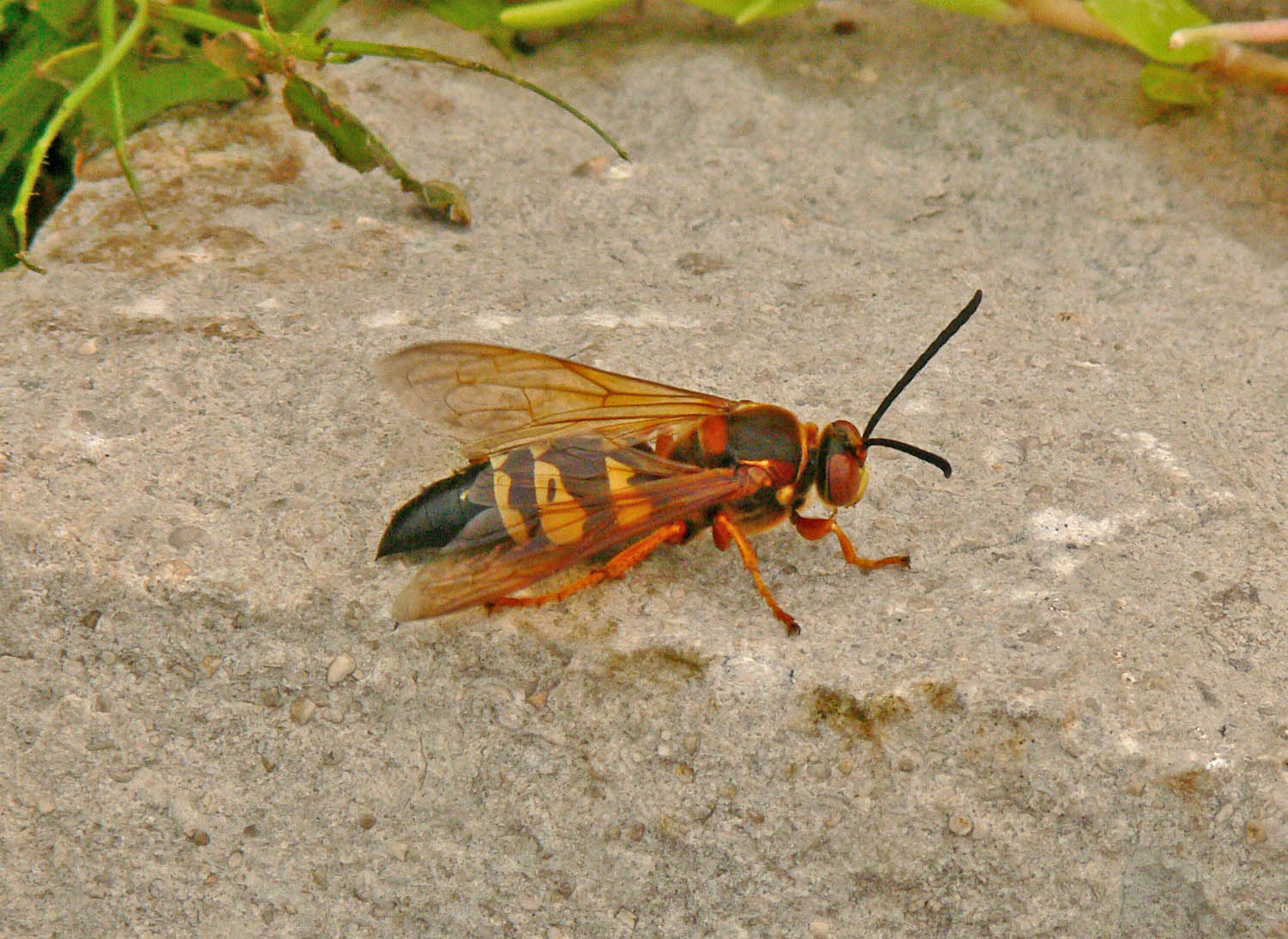 [Cicada+Killer++Wasp.jpg]