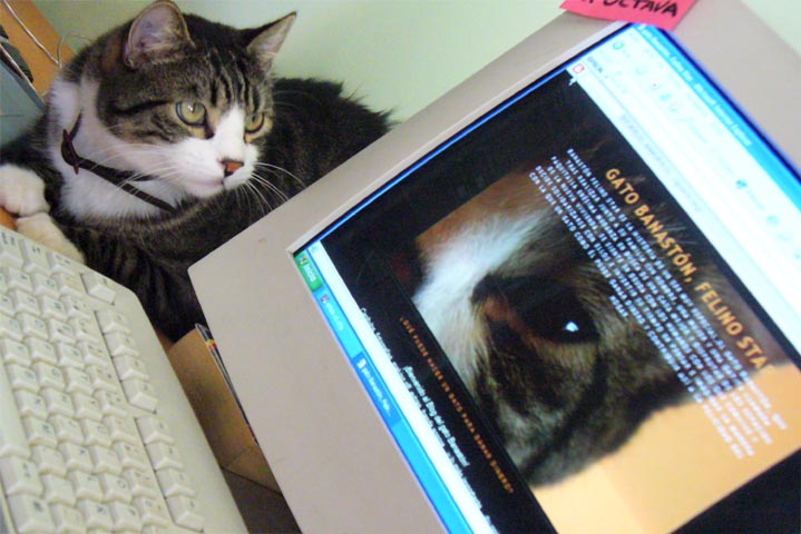 [gato+mirando+blog+1.jpg]
