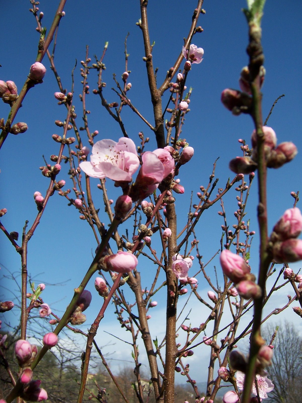 [peach+blossom.jpg]