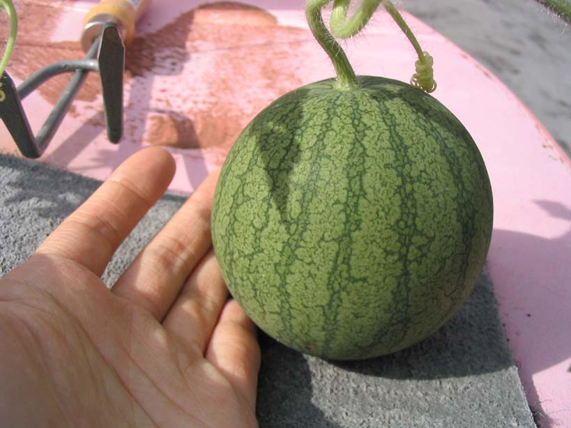 [20070630_Watermelon.jpg]