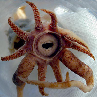 [squid-teeth.jpg]