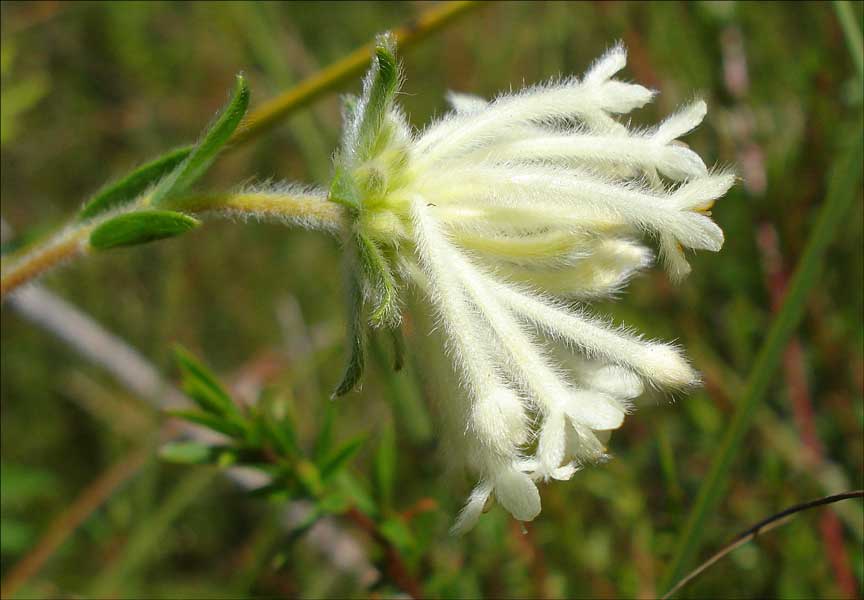 Pimelea octophylla