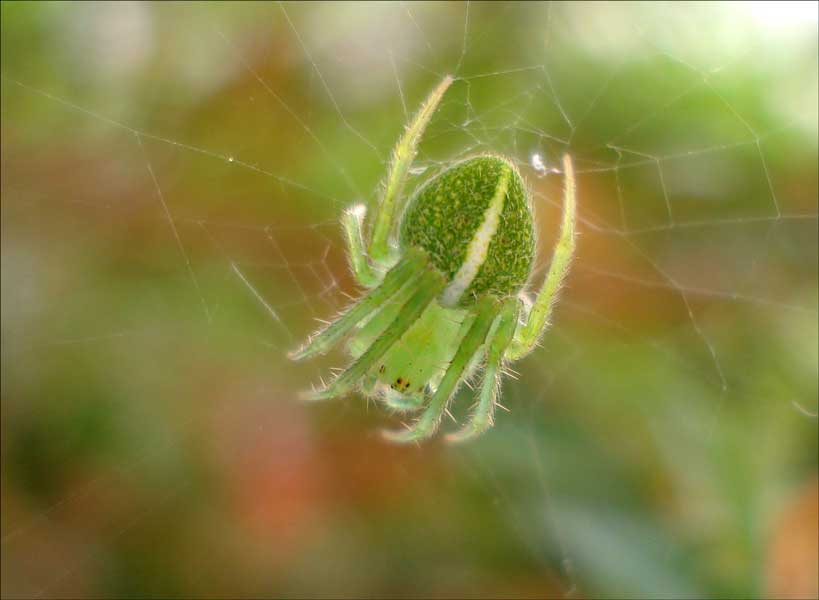 [Spider.jpg]