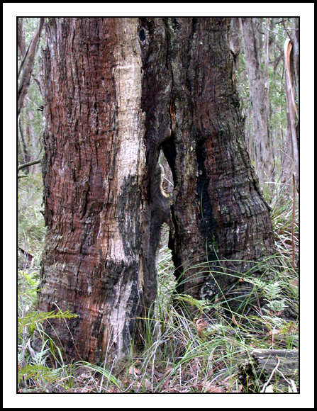 Brown Stringbark regrowth after fire