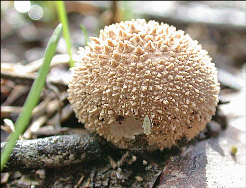 [Insect-on-Puffball.jpg]