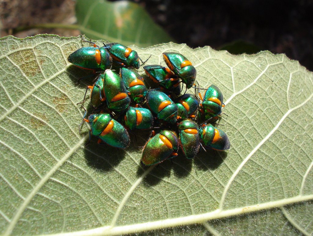 [Beetles.JPG]
