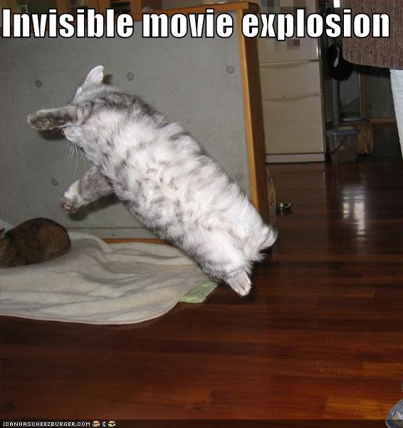 [funny-pictures-stunt-cat.jpg]