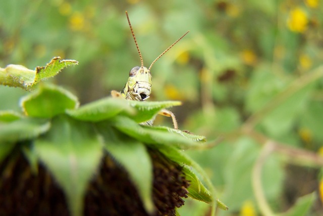 [grasshopper+1+small.jpg]