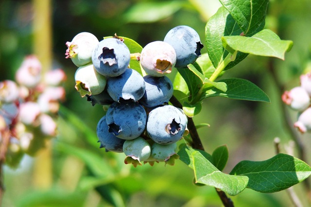 [Blueberries+Small.jpg]