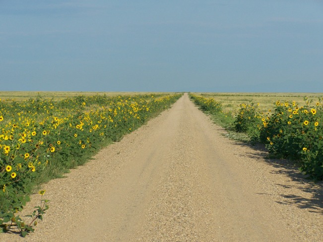 [sunflower+road.jpg]