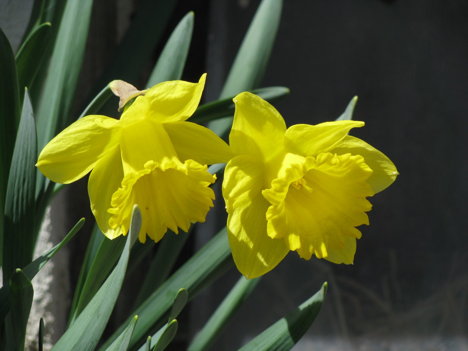 [Flowers.daffodils.jpg]