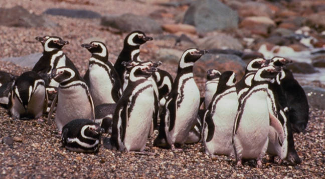 [Pinguino+Magallanes.jpg]