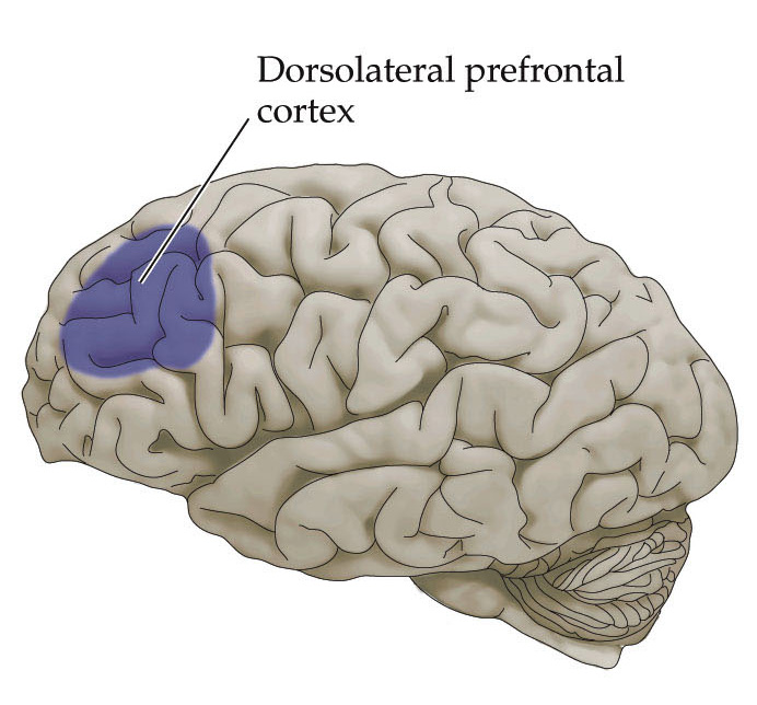 [dorsolateral+prefrontal+cortex.jpg]