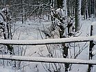 [snowy-wood-fence.jpg]