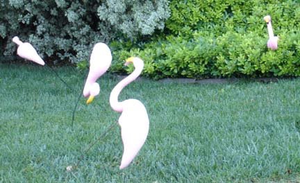 [flamingoes4.jpg]
