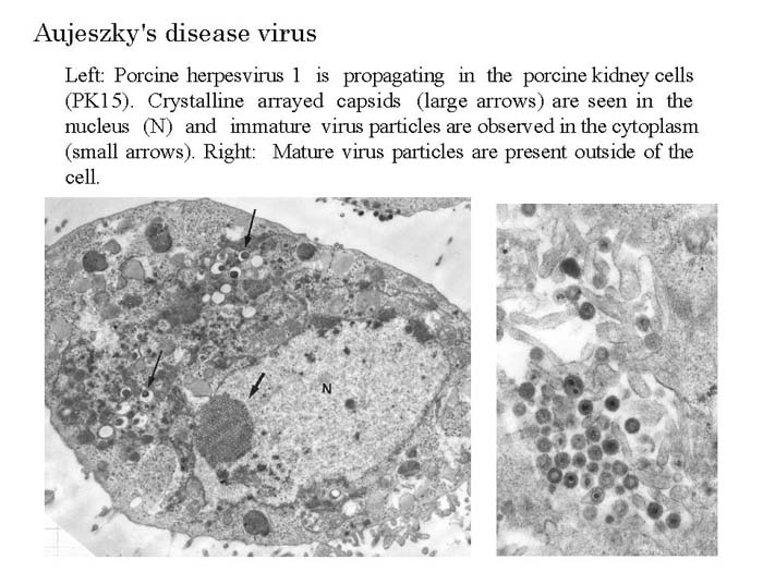 [pig's+herpesvirus.jpg]